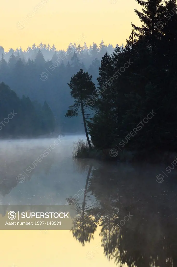 Tree, trees, dusk, twilight, Etang de la Gruère, spruce, spruces, Freiberge, Jura, moor, morning, daybreak, nature, conservation, nature reserve, fog,...