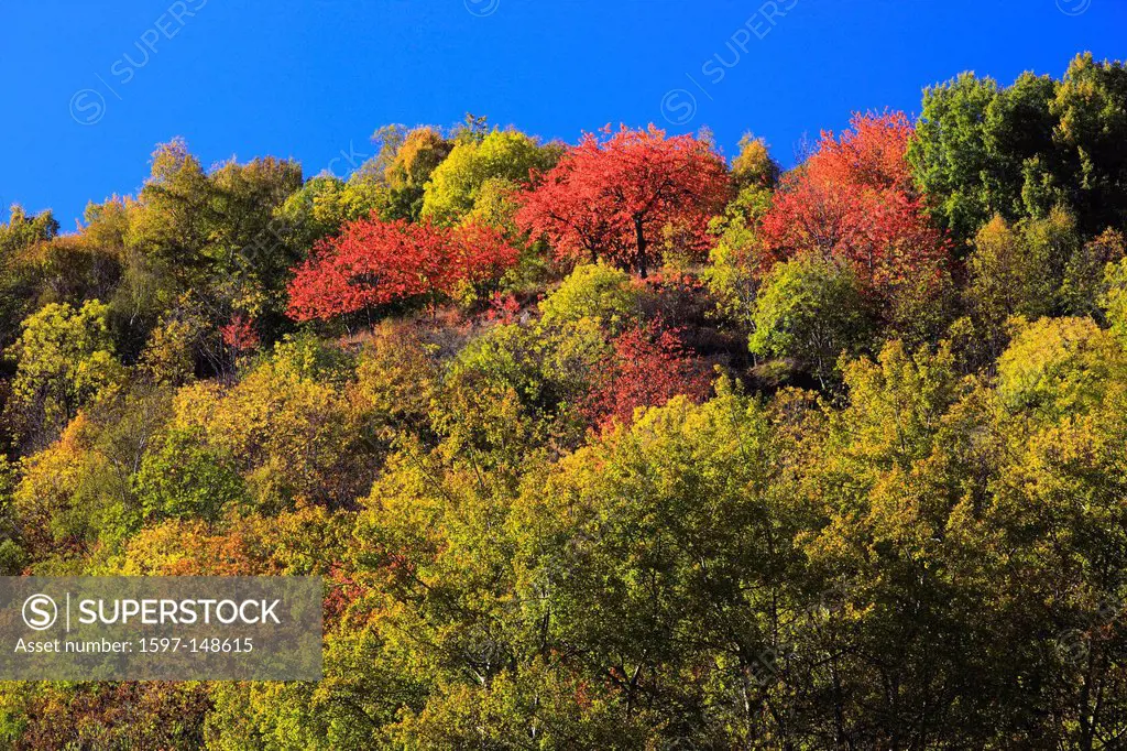 detail, tree, mountains, trees, detail, autumn, autumn colors, Indian summer, foliage tree, broad_leaved trees, deciduous forest, mixed forest, patter...