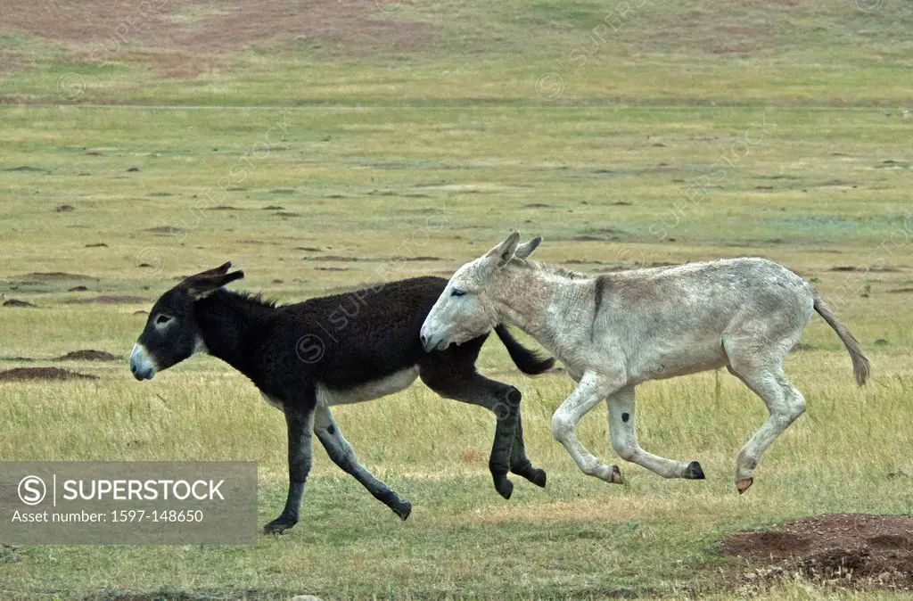 wild, burros, donkey, animal, Custer, state park, south Dakota, USA, United States, America,