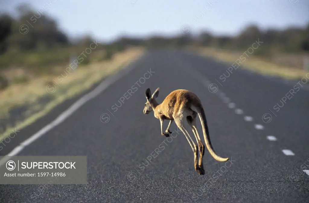 Australia, Macropus rufus, Red Kangaroo, South Australia, animal