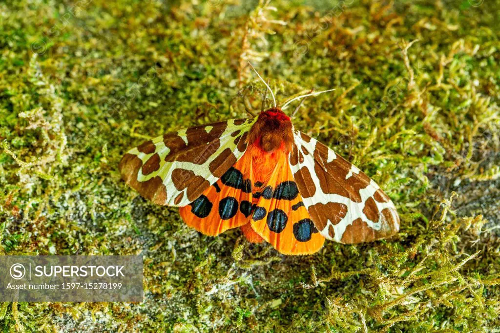 Arctia caja, Butterfly, Moth, Animal, Insect, Switzerland