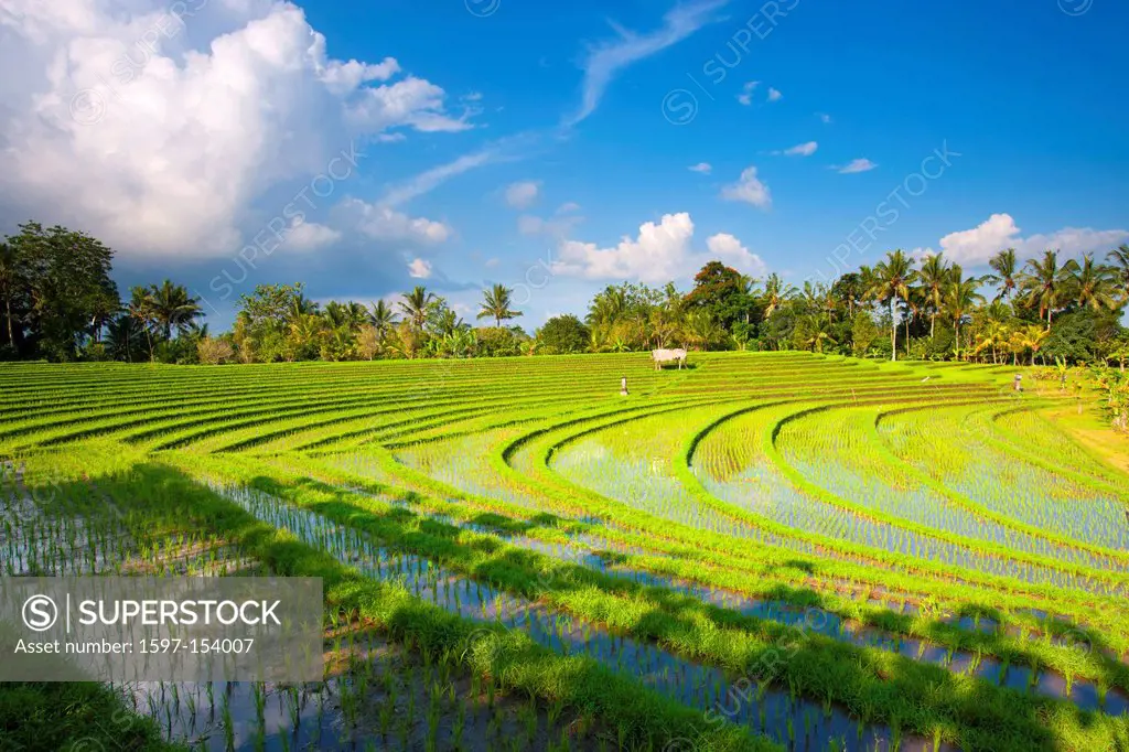Belimbing, Indonesia, Asia, Bali, agriculture, fields, rice fields, rice, cultivation, agriculture, rice terraces, clouds, trees, palms