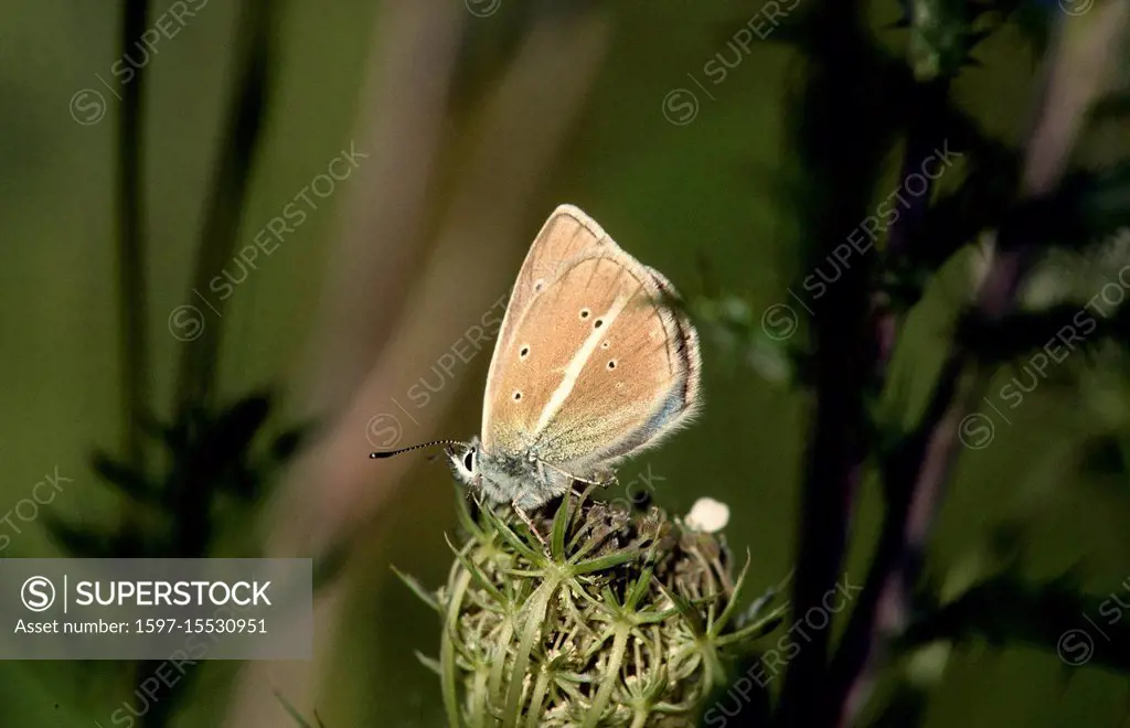Damon Blue, Polyommatus damon, Lycaenidae, butterfly, insect, animal, Salgesch, Canton of Valais, Switzerland