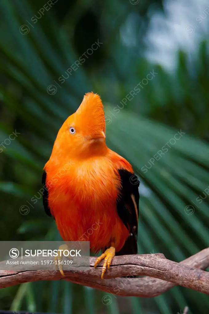andean cock_of_the, rock, rupicola peruviana, bird, animal, orange