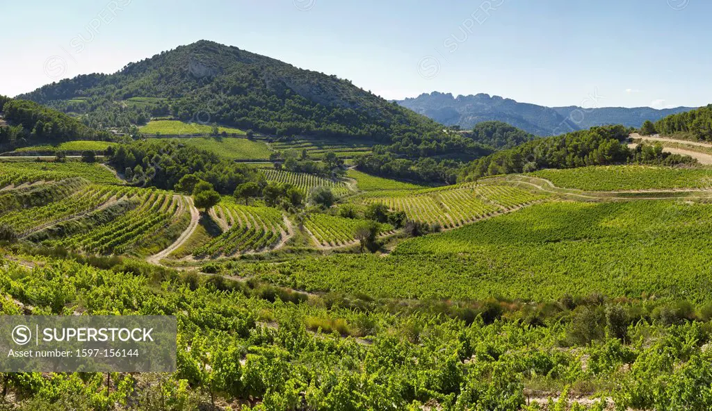 France, Europe, Provence, La Roque_Alric, Le Barroux, Vineyards, landscape, field, meadow, summer, mountains, hills, grapes,