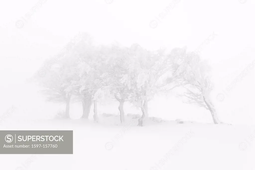 Tree, group of trees, beech, beeches, trees, Creux du Van, ice, Fagus, Jura, cold, fog, sea of fog, fog patches, snow, Switzerland, Europe, drift, Vau...