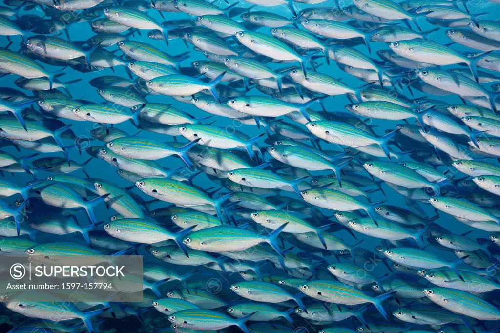 Fusilier, Fusiliers, Fusilier Fishes, Caesionidae, Percoidei, Perciformes, Teleostei, Fish, fishes, Shoal, school, Schooling, Swarm, Group, Groups, As...