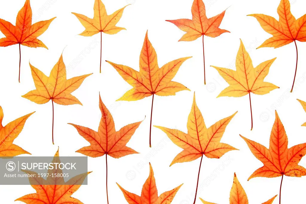 Maple, leaf, leaves, detail, isolated, back light, autumn, autumn color, autumn colors, autumn foliage, colouring, background, foliage, macro, pattern...