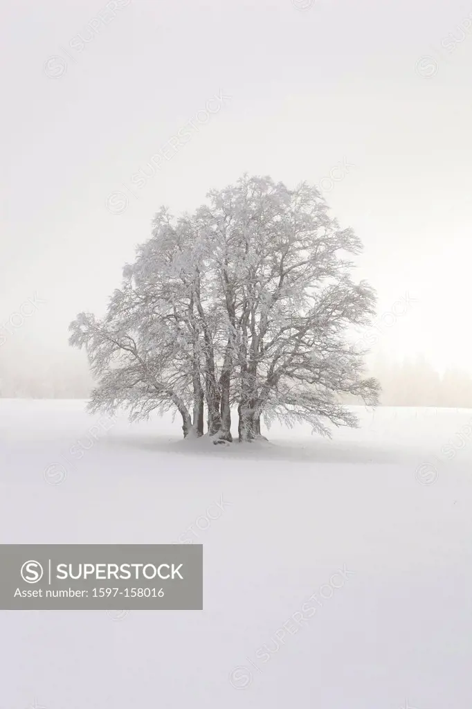 Tree, beech, beeches, trees, Creux du Van, ice, Fagus, Jura, cold, fog, sea of fog, fog patches, snow, Switzerland, Europe, drift, Vaud, Vaud Jura, wi...