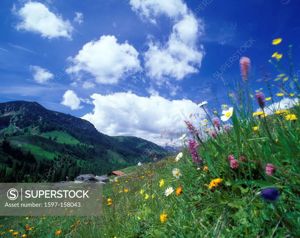 Austria, Europe, Tyrol, Thierseetal, Ackernalm, Almdorf, flowers, meadow, landscape, alm, Alp, chapel, thiersee, meadow, flowers, meadow, clouds, sky,...