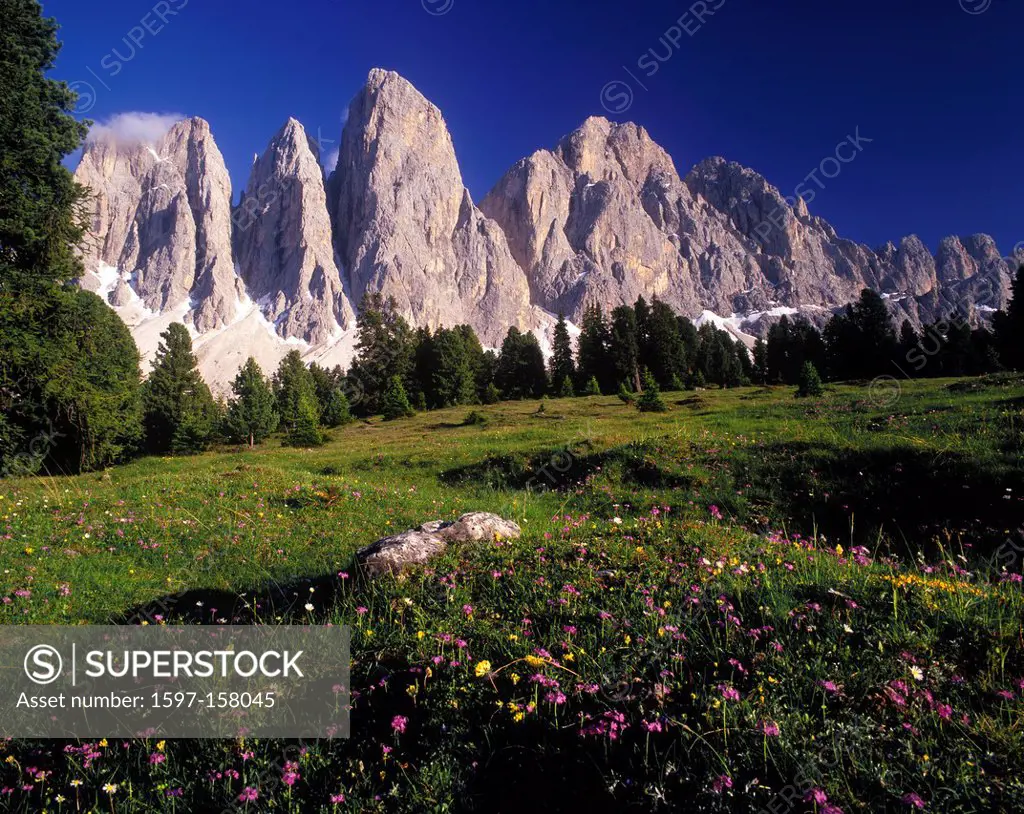 Italy, South Tirol, Villnösstal, glatschalm, geislerspitzen, alm, Alp, flowers, mountain flowers, primroses, pines, nature, untouched, spring