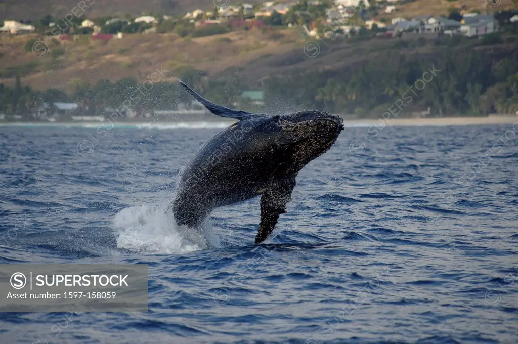 Humpback whale, megaptera novaeangliae, La Reunion, St_Gilles_les_Baines, whale, observation, Whale_Watching, Africa, Indian ocean,