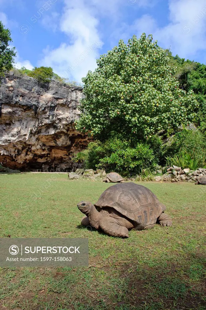Maurice, Mauritius, Africa, Indian ocean, neighboring island Rodrigues, Rodrigues, tortoise, turtle, animal, beast,