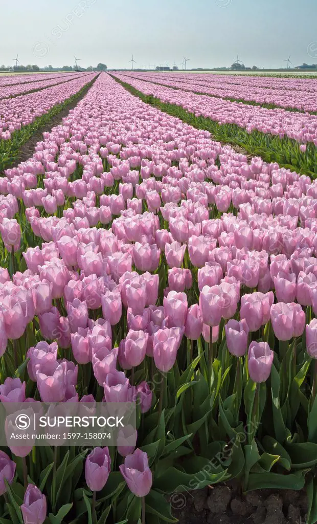 Netherlands, Holland, Europe, Lelystad, landscape, flowers, spring, bulb, field, tulips, Bulb field,