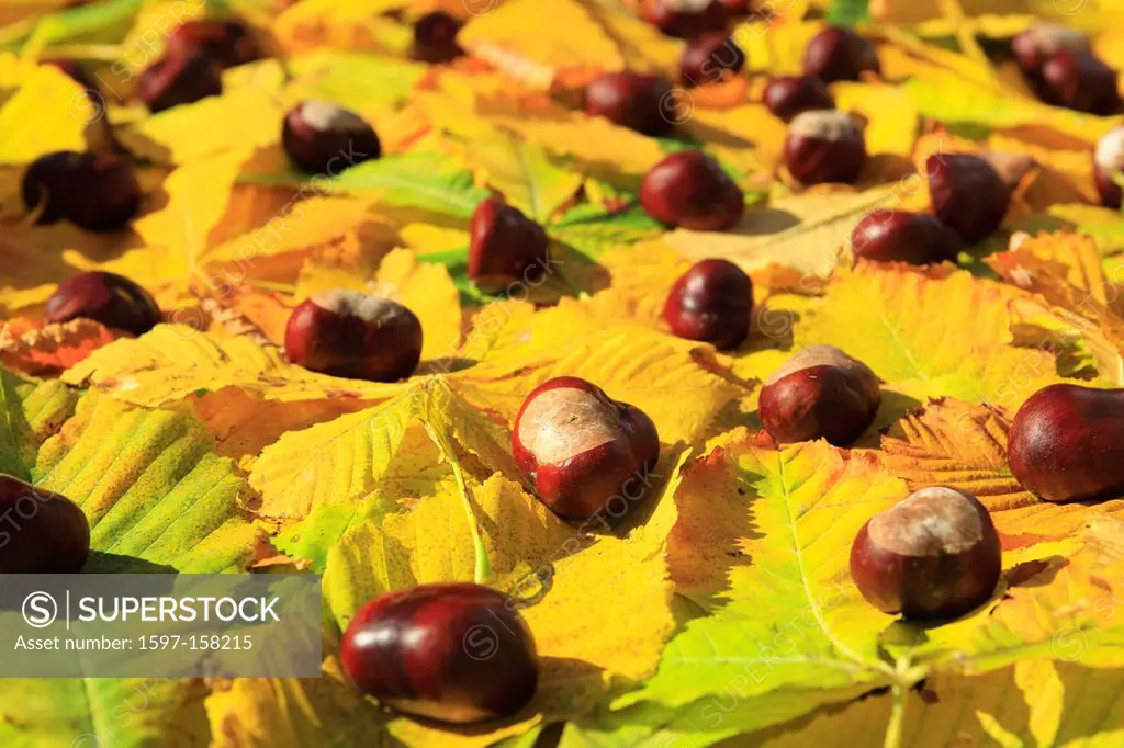 Leaf, leaves, detail, fruit, autumn, autumn color, autumn colors, autumn foliage, colouring, chestnut, chestnuts, foliage, macro, close_up, horse ches...