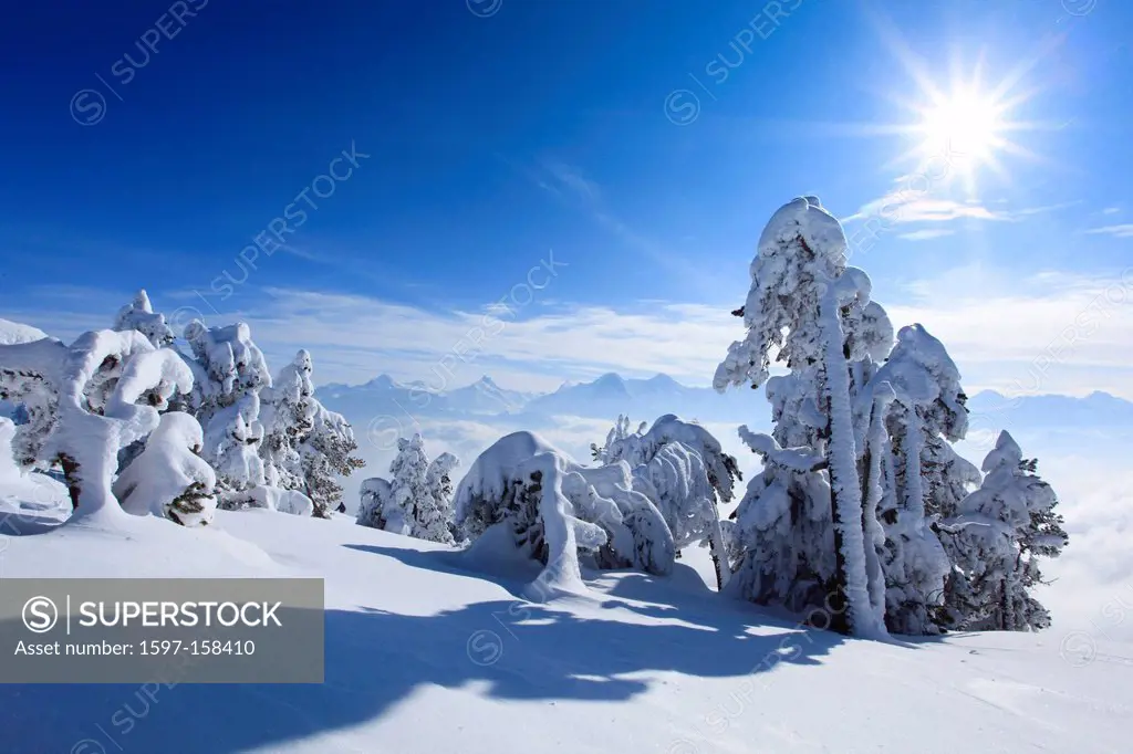 Alps, Alpine panorama, view, tree, mountain, mountains, mountain, mountain panorama, Bern, Bernese Alps, Bernese Oberland, trees, 3_stars, Eiger, ice,...