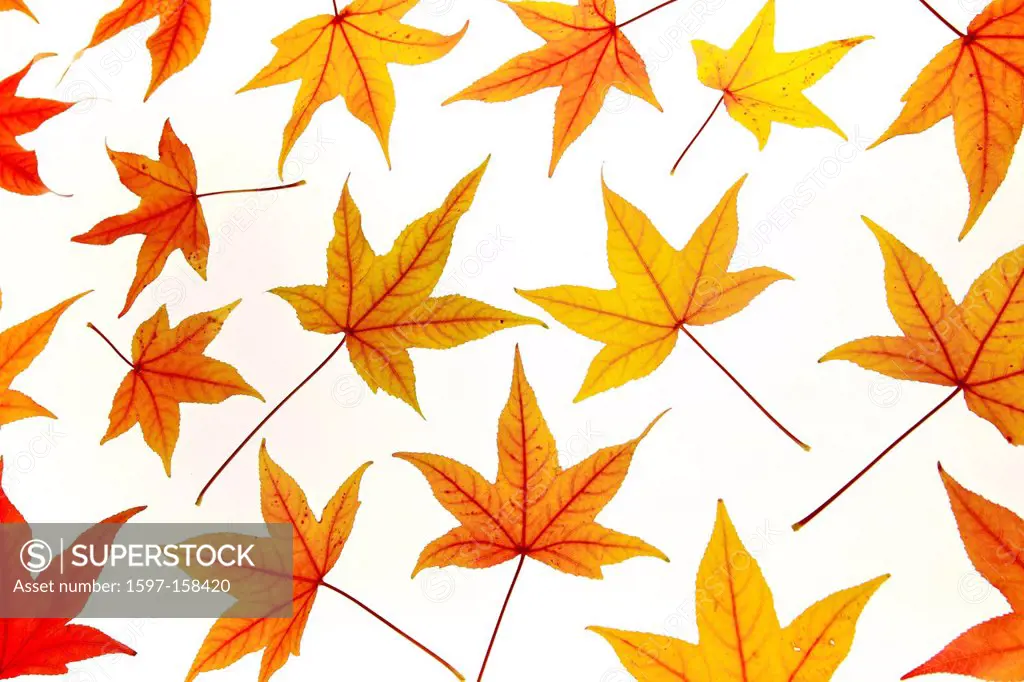 Maple, leaf, leaves, detail, isolated, back light, autumn, autumn color, autumn colors, autumn foliage, colouring, background, foliage, macro, pattern...