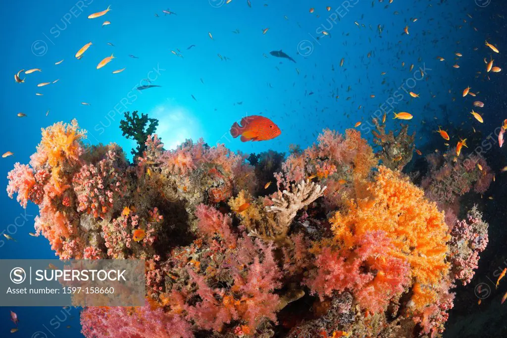 Softcorals, Softcoral, Soft Corals, Coral, corals, Reef, Reefs, Coralreef, Coralreefs, coral reef, Anthozoans, Anthozoa, Anthia, Anthias, Lyretail Ant...
