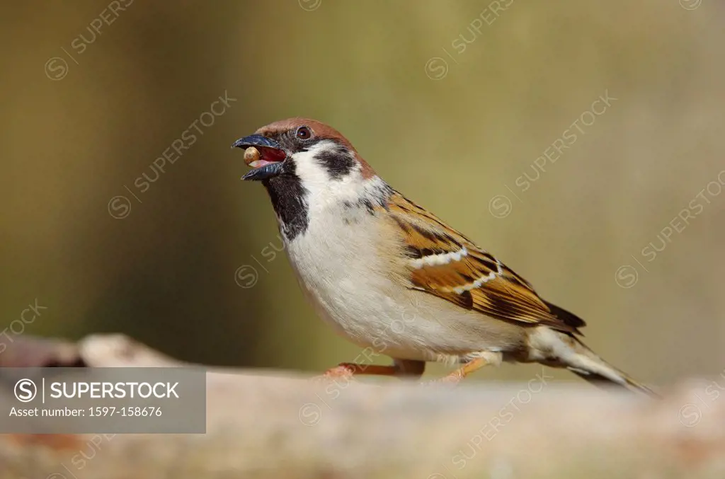 Switzerland, Europe, Rheineck, bird, songbird, bir, sparrow, Eurasian tree sparrow, forest, winter