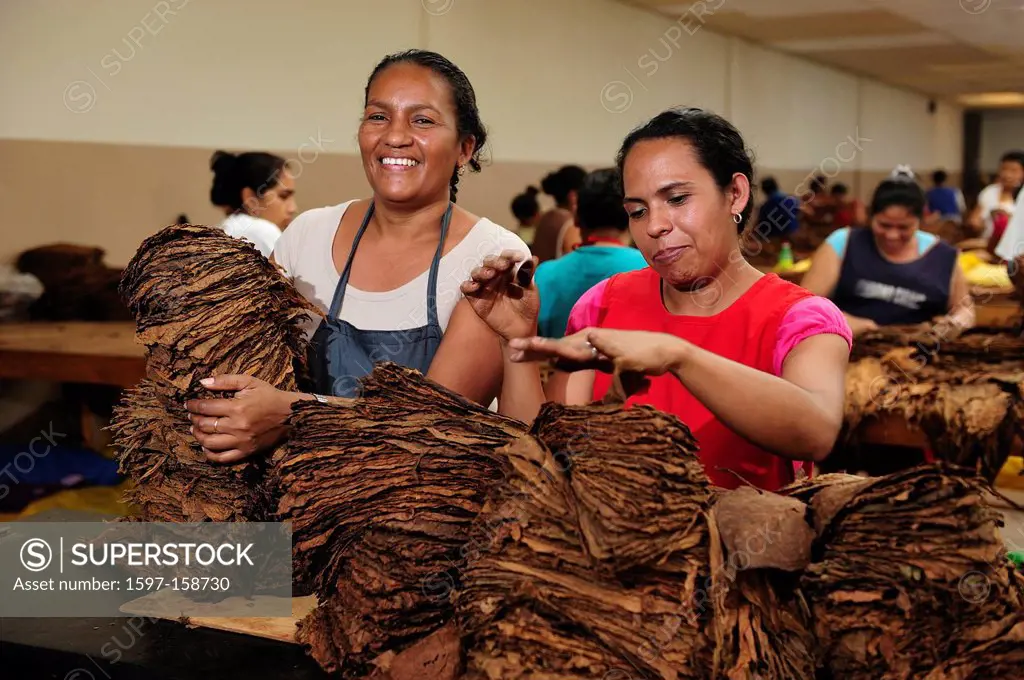 Latina, sorting, women, Cigar, factory, tobacco, Perdomo Cigars, Nicaragua, Central America, horizontal