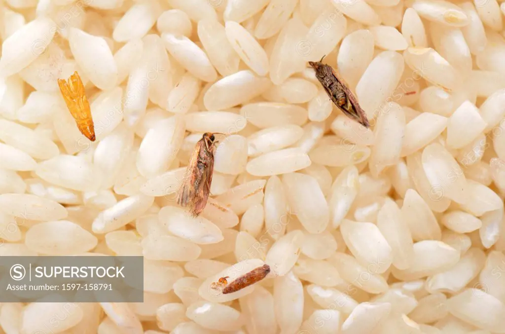 Rice, packaging, stock container, pest, grain, white, cockroach, roach, cockroaches, roaches, disgusting, disgust, food, eating, Food, bad, injurious,...