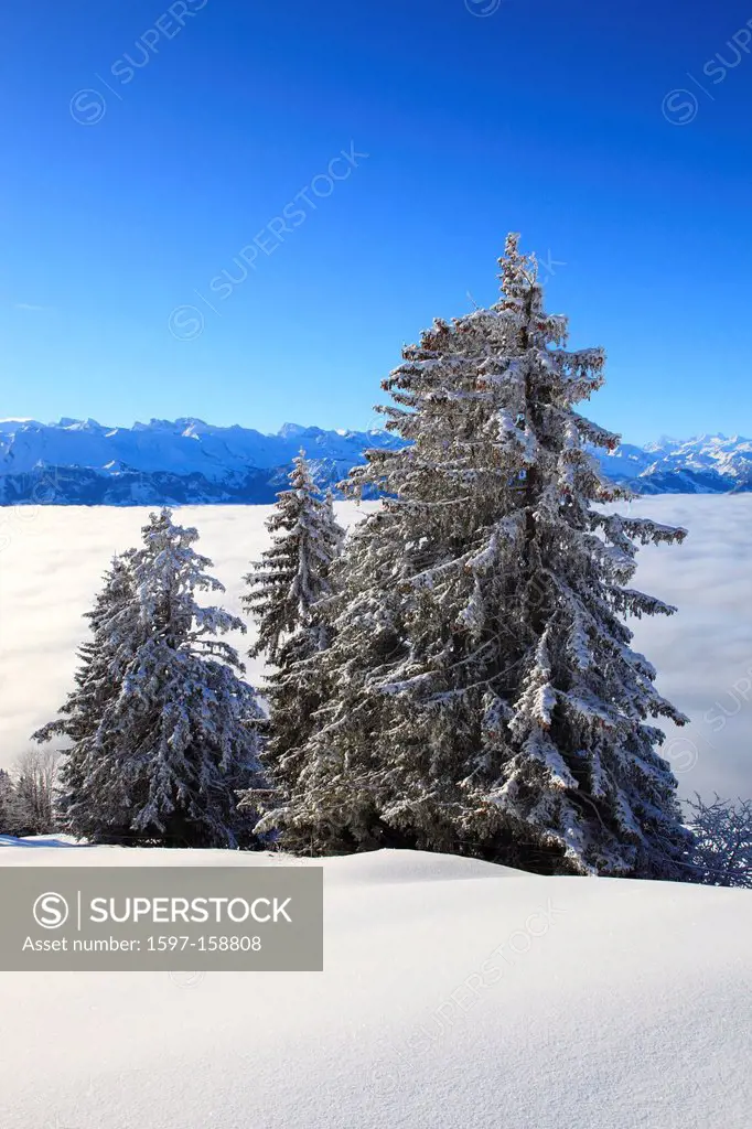 Alp, Alps, view, mountain, mountains, mountain, mountain panorama, Bernese Alps, mountains, Glarus Alps, sky, light, sea, fog, sea of fog, panorama, R...
