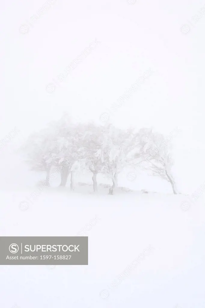 Tree, group of trees, beech, beeches, trees, Creux du Van, ice, Fagus, Jura, cold, fog, sea of fog, fog patches, snow, Switzerland, Europe, drift, Vau...