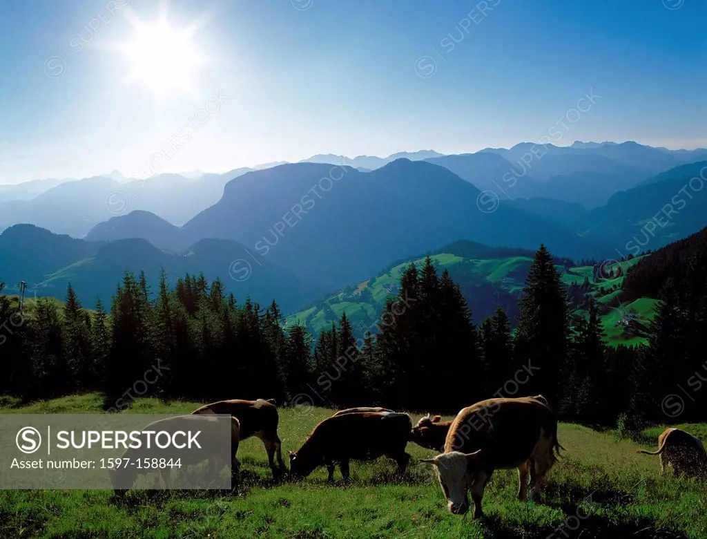 Austria, Europe, Tyrol, Söll, Wilder Kaiser, Salve, high, mountain, mountains, nature, scenery, place, village, travel, Idyllic, idyls, idyl, romantic...