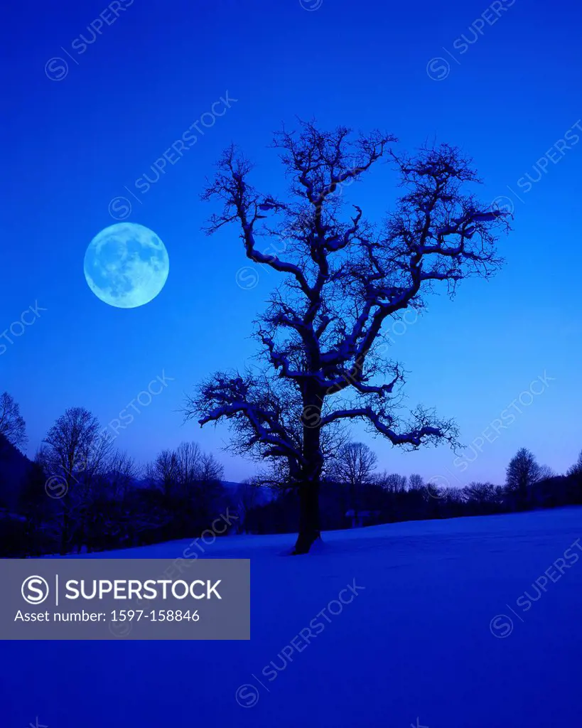 Austria, Europe, Tyrol, lowlands, Söll, mood, scenery, winter, moon, tree, pear tree, winter evening, evening mood, nature, full moon, snow, cold, sky...