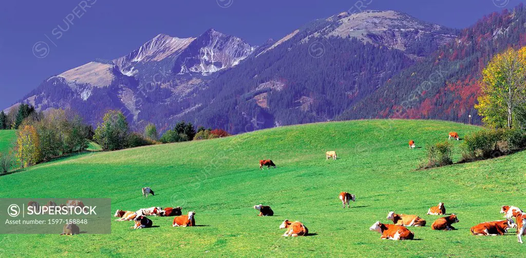 Austria, Europe, Tyrol, thiersee, hinterthiersee, meadow, alm, Alp, cows, lie, grazes, graze, Fleckvieh, mountain, mountains, sonnwendjoch, rear, back...