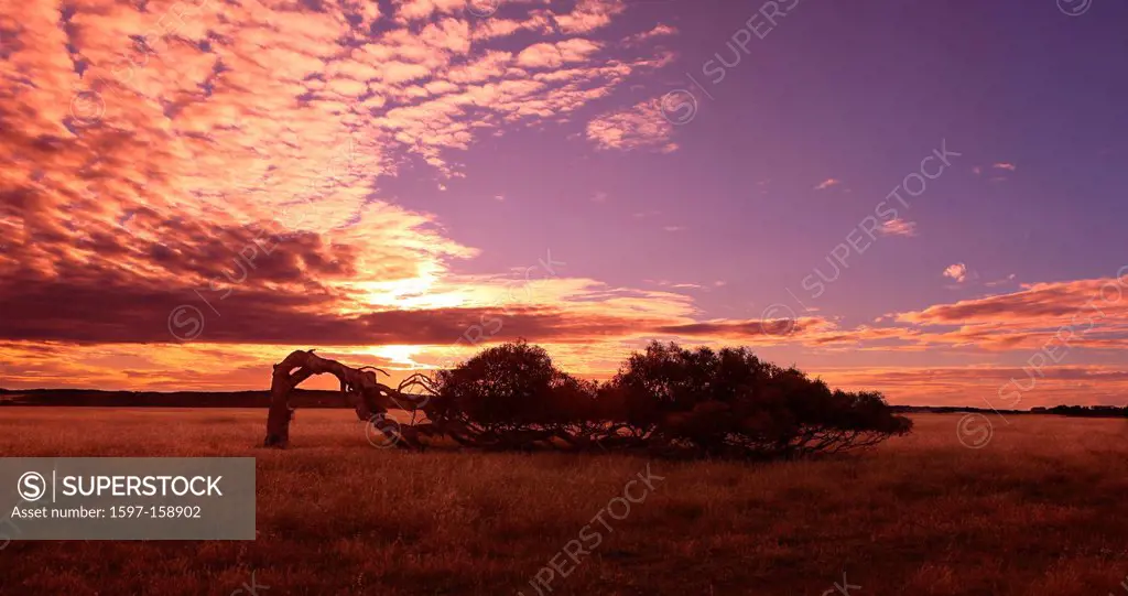 Leaning Tree, tree, horizontally, growth, wind, ruffles, sundown, sunset, nature, adaptation, resistant, robust, rough, romantical, Australia,