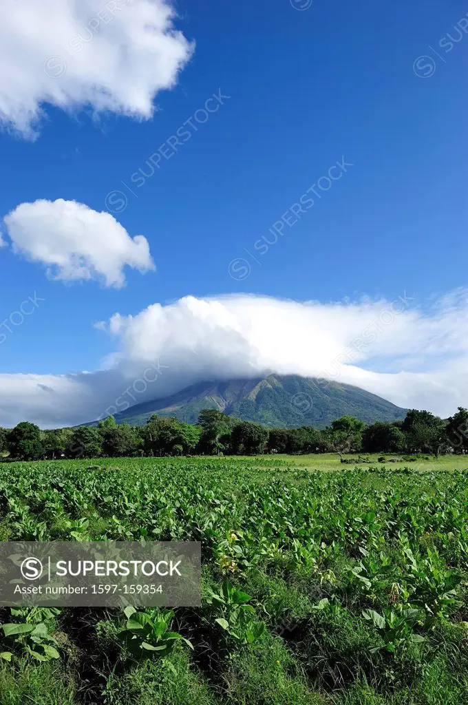 Tobacco, plants, Volcan, conception, Ometepe Island, Lago de Nicaragua, Nicaragua, UNESCO, World Heritage, Central America, San Jorge