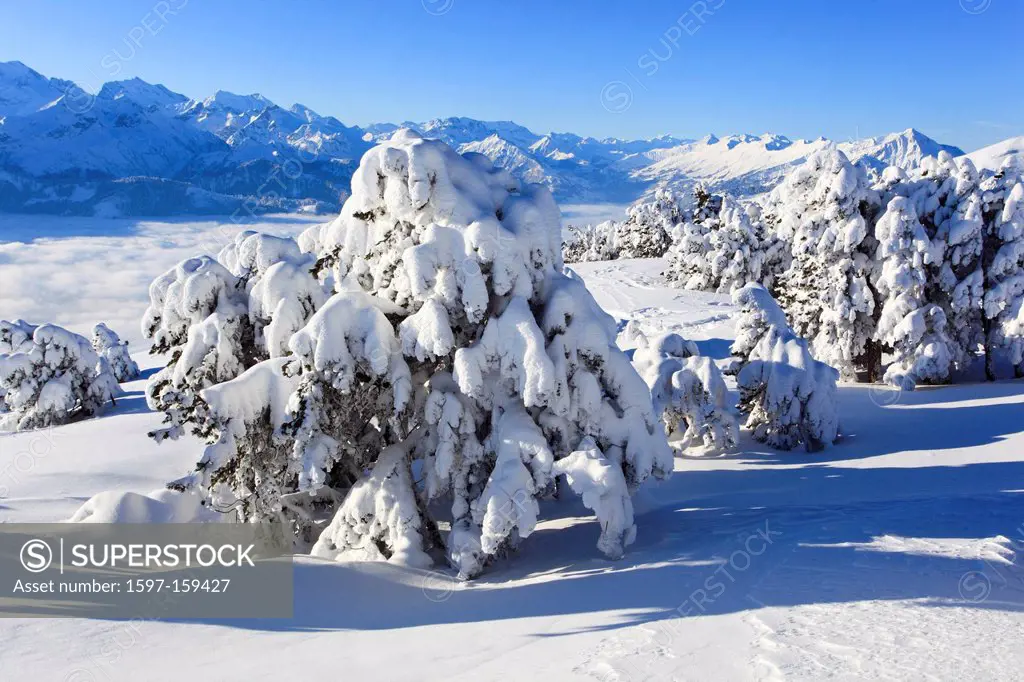 Alps, Alpine panorama, view, tree, mountain, mountains, mountain, mountain panorama, Bern, Bernese Alps, Bernese Oberland, trees, ice, cliff, spruce, ...
