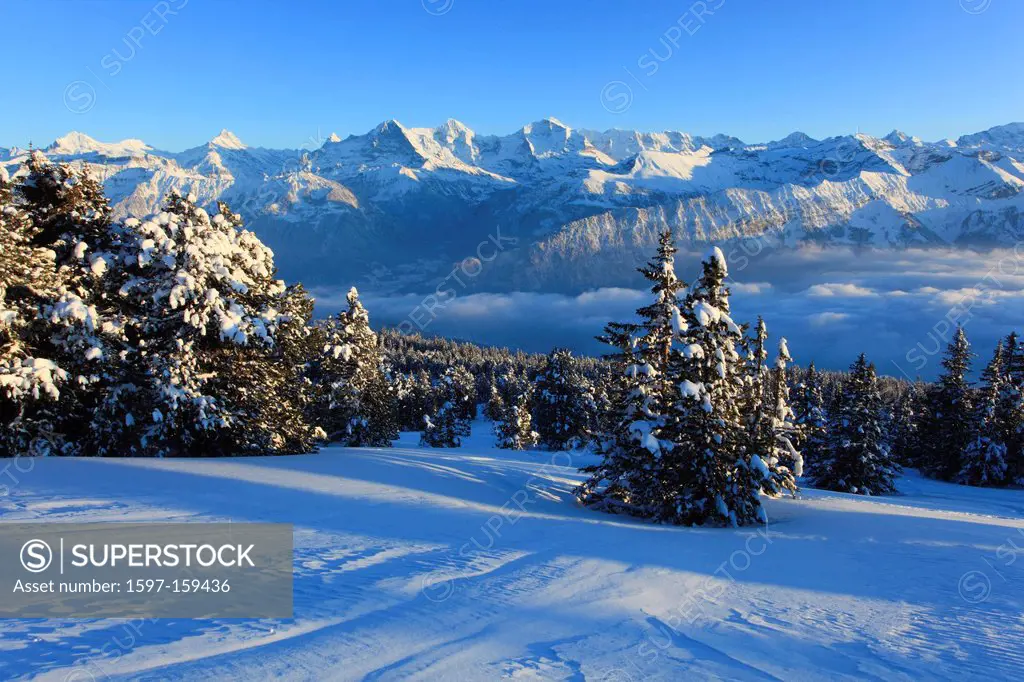 Evening. Evening light, Alps, Alpine panorama, view, tree, mountain, mountains, mountain, mountain panorama, Bern, Bernese Alps, Bernese Oberland, tre...