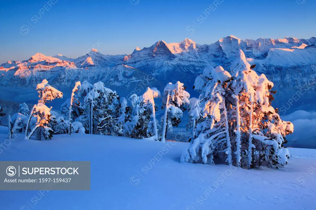 Evening, evening light, Alp, Alps, afterglow, alpenglow, Alpine panorama, view, tree, mountain, mountains, mountain, mountain panorama, Bern, Bernese ...