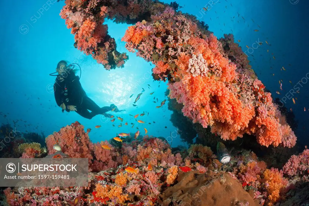Scuba diver, scuba, diver, diving, dive, sportdiver, sportdiving, sport, watersport, Activity, Softcorals, Softcoral, Soft Corals, Coral, corals, Reef...