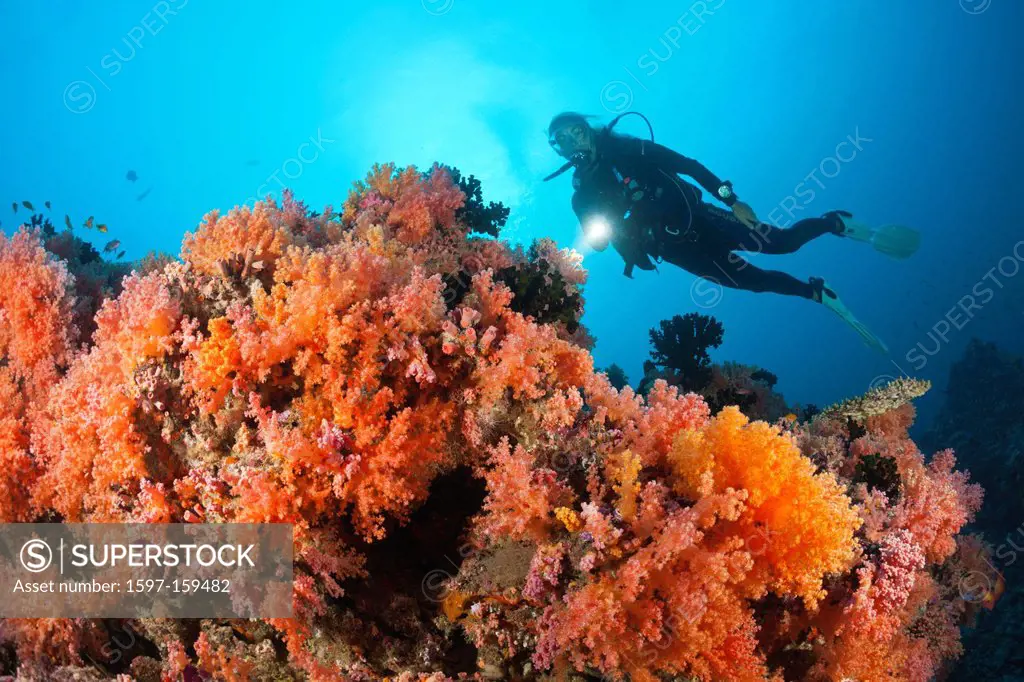 Scuba diver, scuba, diver, diving, dive, sportdiver, sportdiving, sport, watersport, Activity, Softcorals, Softcoral, Soft Corals, Coral, corals, Reef...