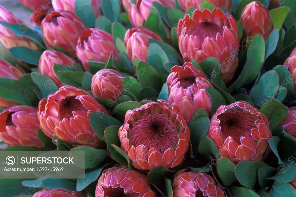 Africa, blossoms, Flowers, plants, Proteas, red, South Africa