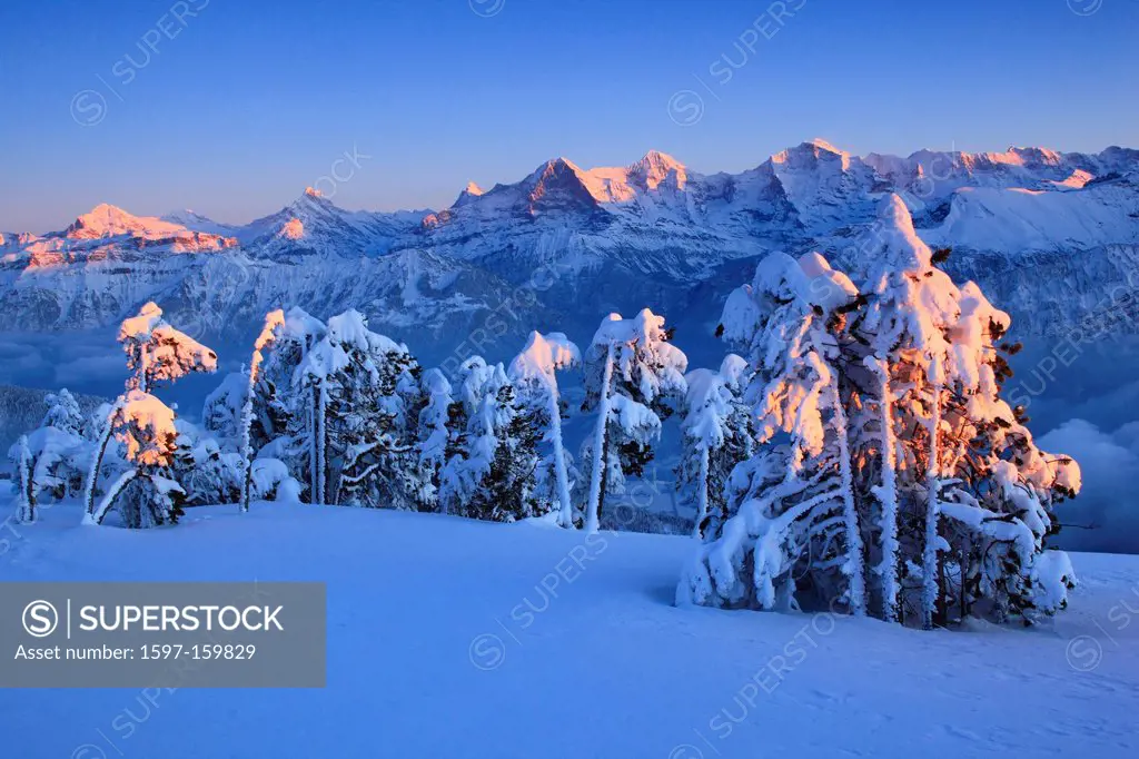 Evening, evening light, Alp, Alps, afterglow, alpenglow, Alpine panorama, view, tree, mountain, mountains, mountain, mountain panorama, Bern, Bernese ...