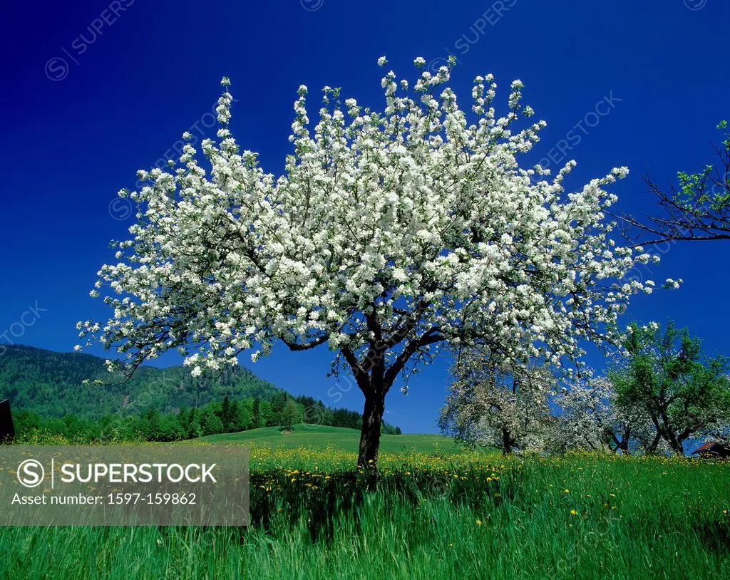 Austria, Europe, Tyrol, Vorderthiersee, Thierseetal, blütenbaum, meadow, flowers, meadow, sky, clean, thiersee, nature, blossoms, flourishes, baum, da...