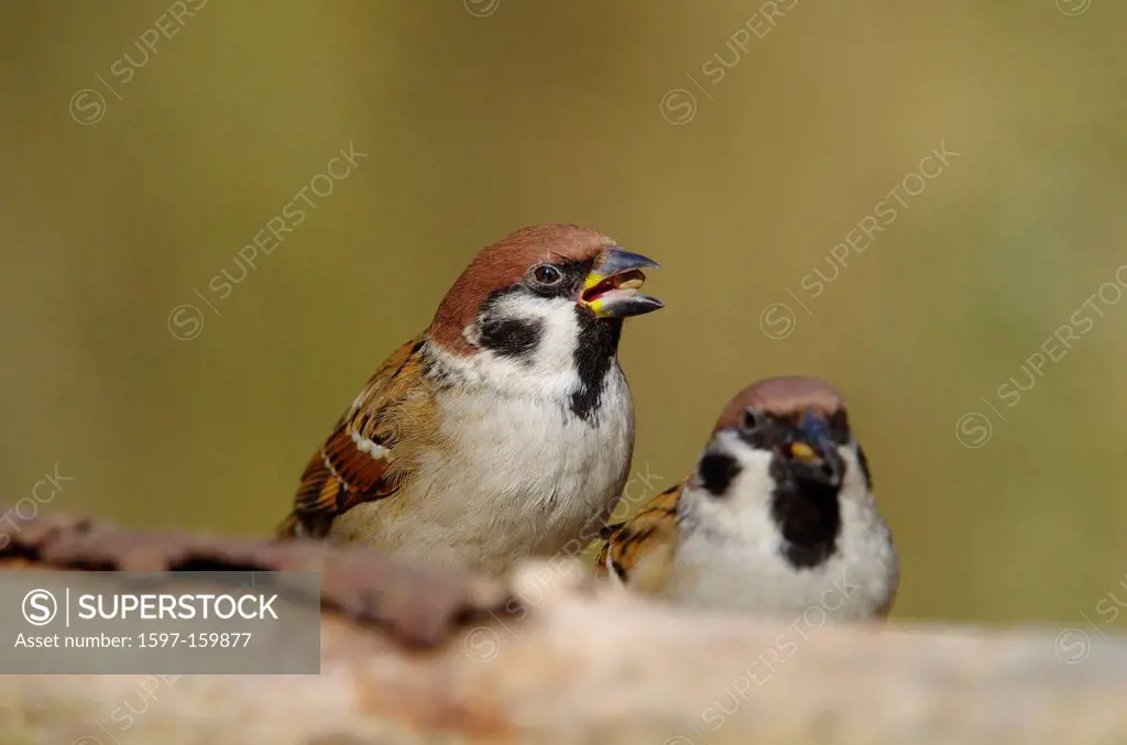 Switzerland, Europe, Rheineck, bird, songbird, bir, sparrow, Eurasian tree sparrow, forest, winter