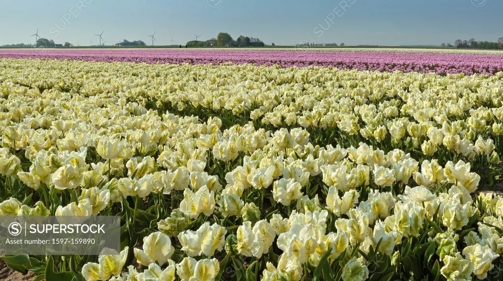 Netherlands, Holland, Europe, Lelystad, landscape, flowers, spring, bulb, field, tulips, Bulb field,