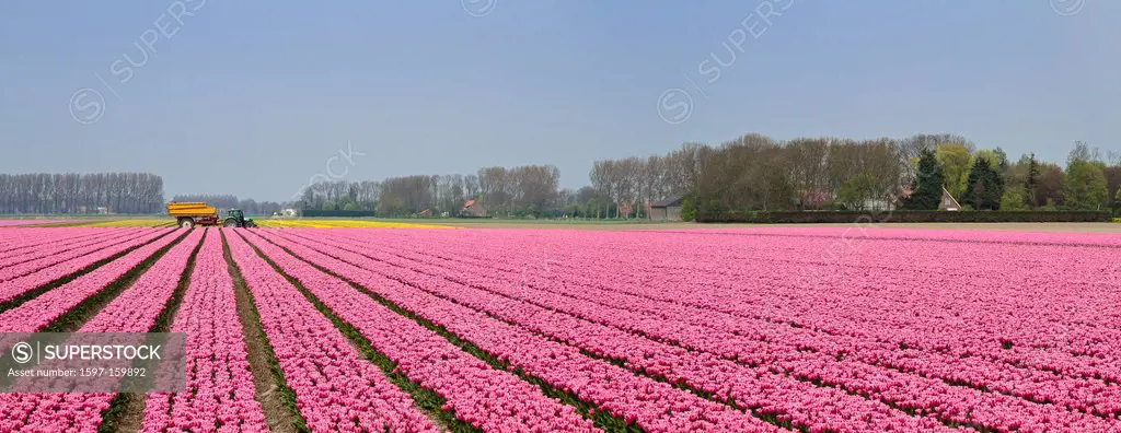 Netherlands, Holland, Europe, Bant, landscape, flowers, spring, bulb, field, tulips, Bulb field,