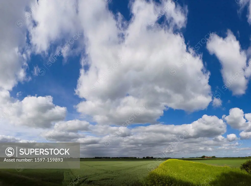 Netherlands, Holland, Europe, s Heer Arendskerke, landscape, field, meadow, summer, clouds, Wheatfield