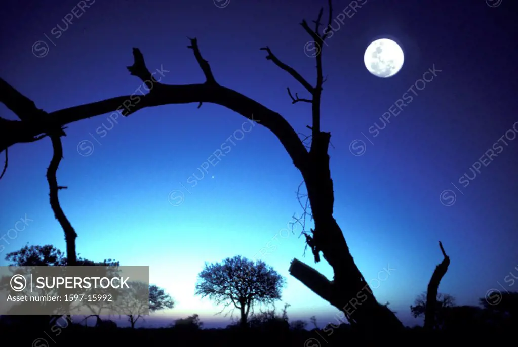 Africa, at night, full moon, moon, Mpumalanga, night, Sabi Sand Game Reserve, Savanna, silhouettes, South Africa