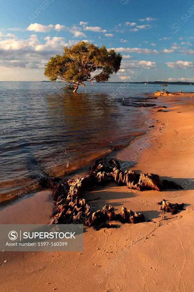 Mangrove, tree, trunk, sea, water, beach, seashore, sand, rest, tourism, ecotourism, sand island, island, Fraser Island, Queensland, east coast, Austr...