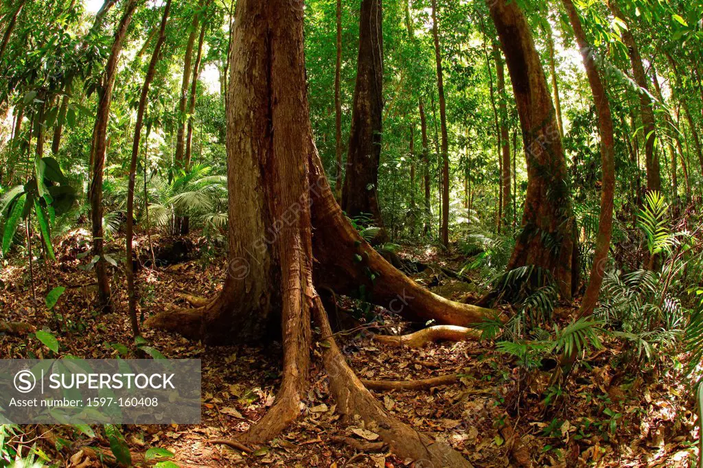 Mossman Gorge, gulch, Daintree, National park, Queensland, Australia, primeval forest, rain forest, wood, forest, humid, moist, old, plants, nature, r...