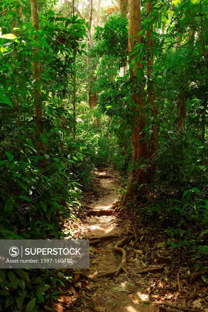 Mossman Gorge, gulch, Daintree, National park, Queensland, Australia, primeval forest, rain forest, wood, forest, jungle, humid, moist, old, plants, n...