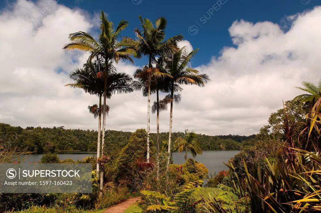 Lake Barrine, lake, crater lake, volcano, volcano crater, Crater Lakes, National park, Atherton, Tablelands, Queensland, palms, nature, rest, holidays...