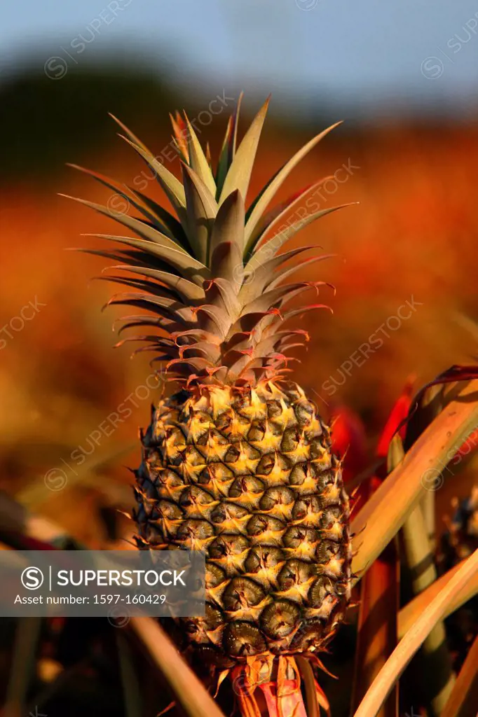 Pineapple, pineapple plantation, fruit, exotic, juicy, Rollingstone, Queensland, Australia